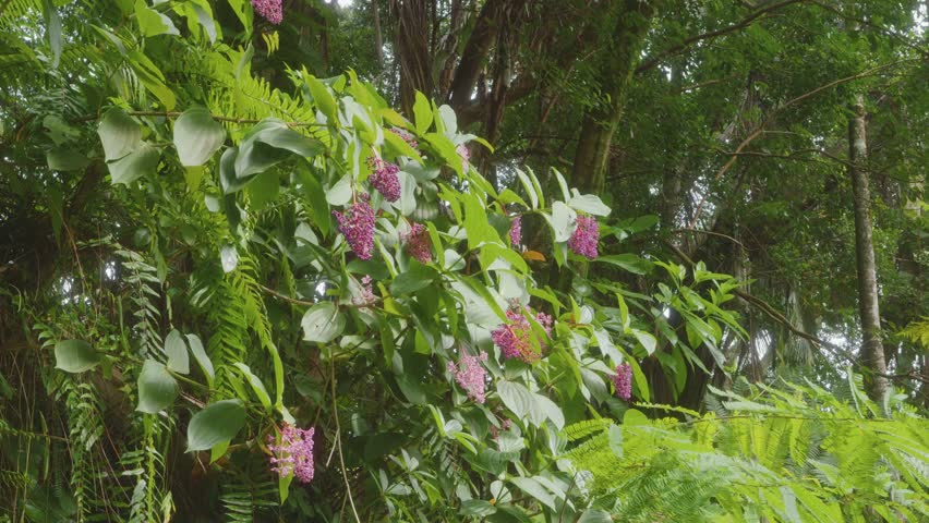 footage showcasing the exquisite pink blooms of Medinilla magnifica, also known as Showy Medinilla or Rose Grape, nestled within the verdant embrace of the Hawaii Tropical Botanical Garden on the Big