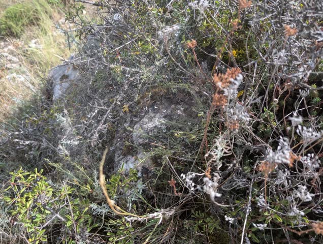 Moss on rocks in summer in Abruzzo