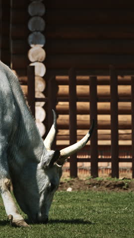 Hungarian Grey Steppe calf. Podolic cattle characterised by long lyre-shaped horns and a pale grey coat. Hungarian Grey cow grazing in livestock farm.