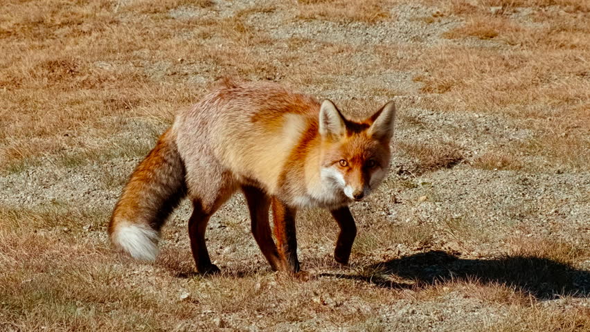 Beautiful red fox foraging for prey in a mountain region, showing alert movement through grasses and stones, with keen eyes, careful steps, and quick pauses, capturing wildlife behavior