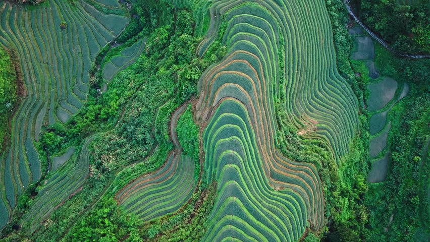 Aerial shot of the Longji Terraced Fields with beautiful patterns and lush forest landscape in Guilin, Guangxi Province, China.