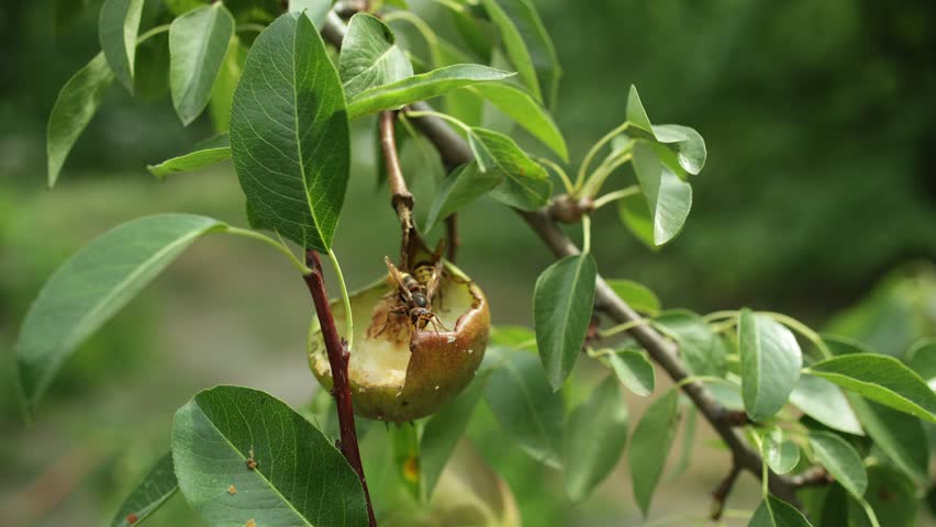 European hornet, Vespa crabro, eating pear