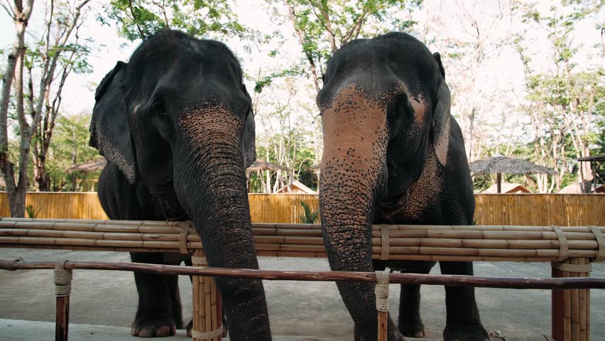 Close-up of two elephants stretching their trunks in anticipation of a treat, Thailand, Phuket