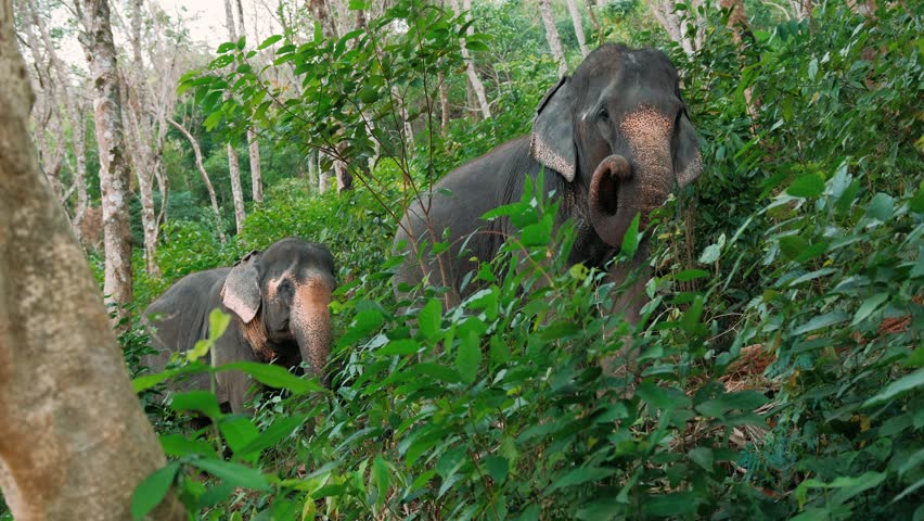 Majestic asian elephants on verdant jungle foliage, searching for food vegetation in pristine Thailand wildlife habitat