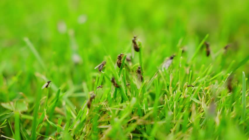 Ant males and queens during nuptial flight over green grass in summer closeup establishing