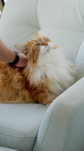 Fluffy ginger and white long-haired cat lounging on a light blue armchair while being gently petted, lifting its head in bliss and then opening wide for a relaxed, yawning reaction