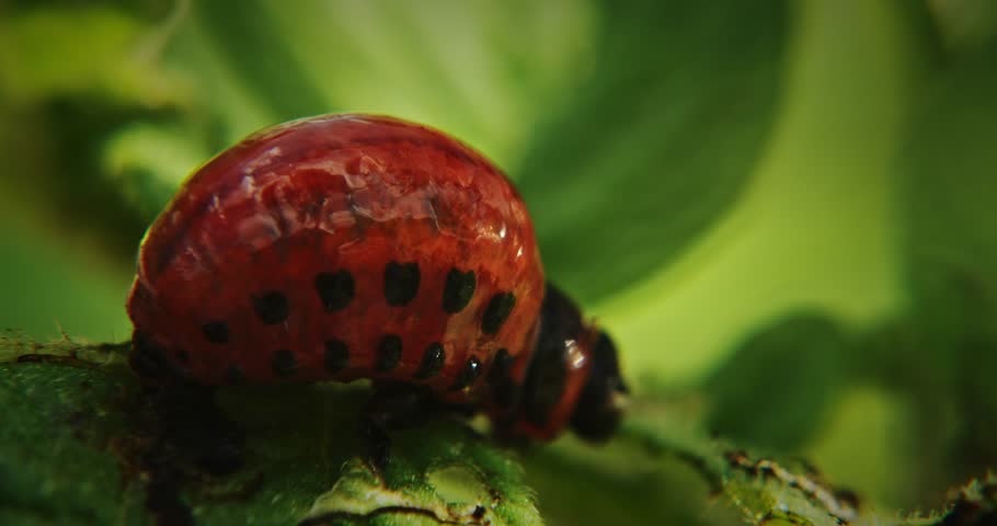 Larva Of Leptinotarsa Decemlineata Eating Potato Leafs. Serious Pest Of Potato. Larva Of Colorado Potato Striped Beetle. close-up captures a beetle against green foliage, emphasizing vibrant colors