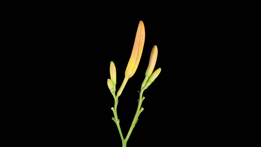 Orange Lily Blossoms. Time Lapse of Opening Beautiful Orange Lily Flowers. Black Background. 4K.