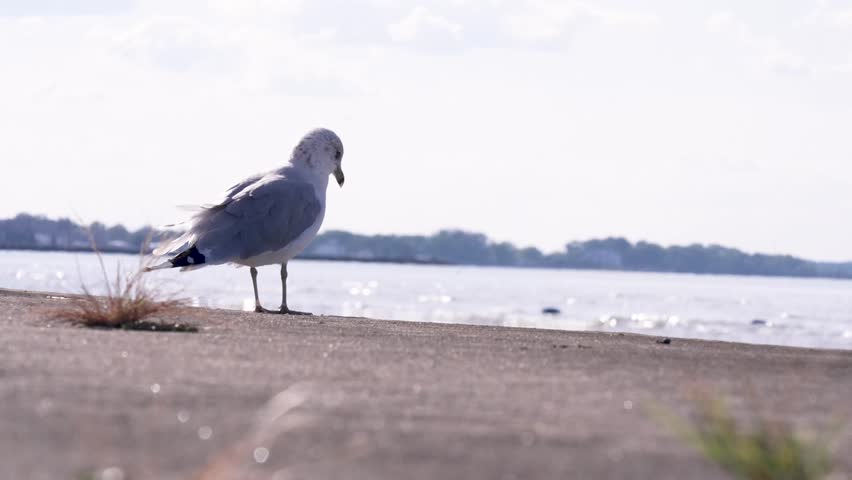 A Ring-billed Gull (Larus delawarensis) walks along the shore with sparse vegetation and then takes flight and leaves the frame. There are water and trees in the background near Port Clinton, Ohio.