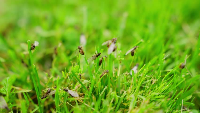Ant colony nuptial flight, winged males and queens dispersing over grass in summer
