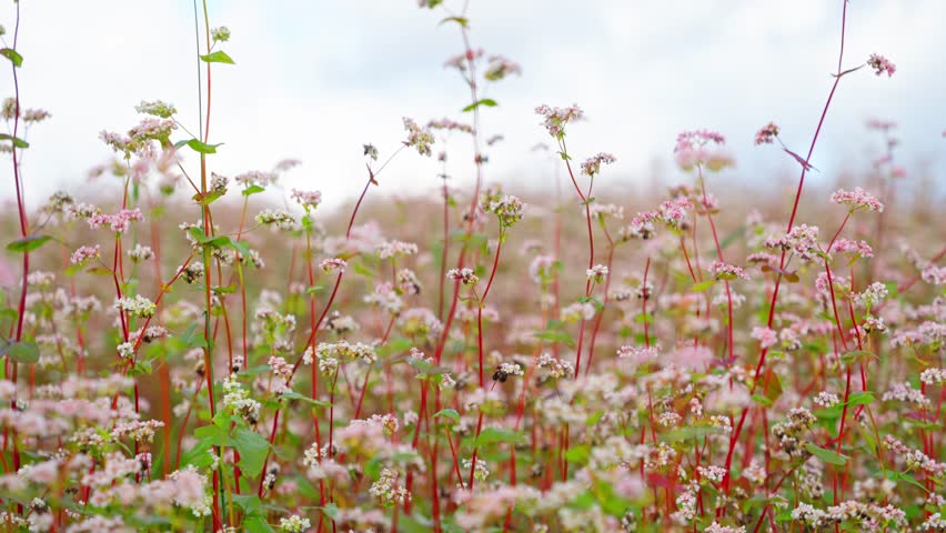 Blooming buckwheat field with dense white blossoms under summer sky