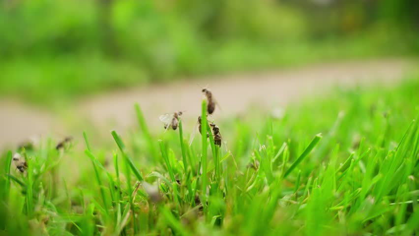 Swarming ants in nuptial flight, males and queens taking off from green grass
