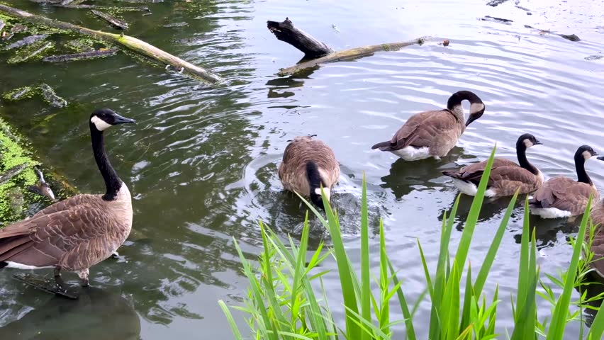 Canada geese swimming in the water