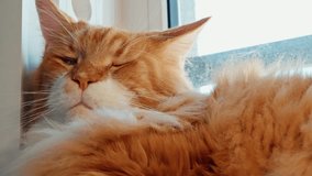 Close-up of a fluffy ginger long-haired cat dozing by a sunny window, its soft fur glowing in warm daylight, serene expression and half-closed eye, cozy whiskers and ear tufts. - Powered by Shutterstock - Get 15% off with code: PIKWIZARD15