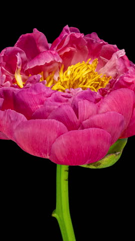 Tender Pink Peony Open Flower in Time Lapse on a Black Background. Plant Paeonia Coral Supreme Changing Petals Color from Pink to White While Blooming and Wilting in Timelapse