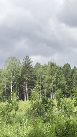 rain grey clouds over the forest