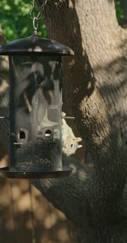 A vertical view of a squirrel clings upside-down to a black bird feeder which is hanging on tree, attempting to get at the seeds inside.