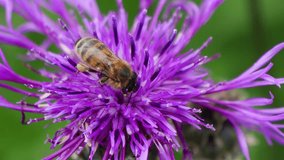 A detailed macro shot of a honey bee collecting nectar from a fully bloomed purple thistle against a vivid green background on a bright day - Powered by Shutterstock - Get 15% off with code: PIKWIZARD15
