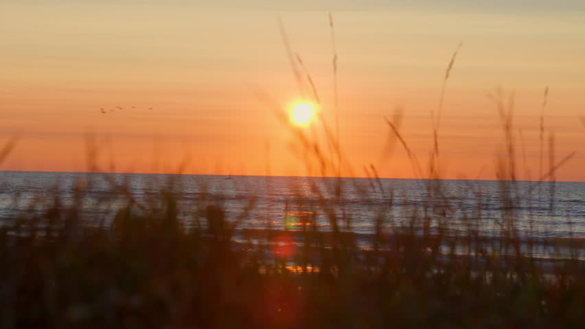 Drone aerial of sunrise on Lake Michigan with birds flying past the horizon, viewed through tall grass in the foreground on a calm and scenic morning.