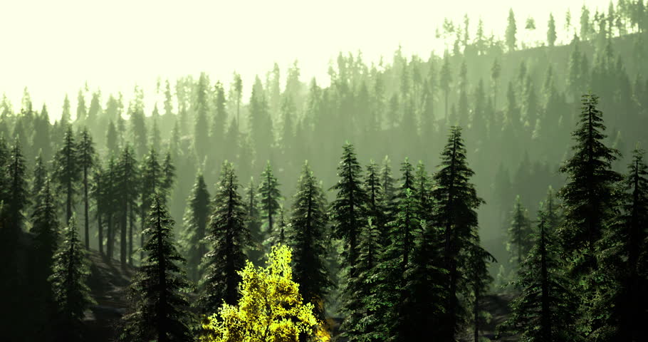 Sunlight streams gently through a lush forest during the afternoon. Tall evergreen trees dominate the landscape, with hints of yellow foliage adding color to the serene environment.