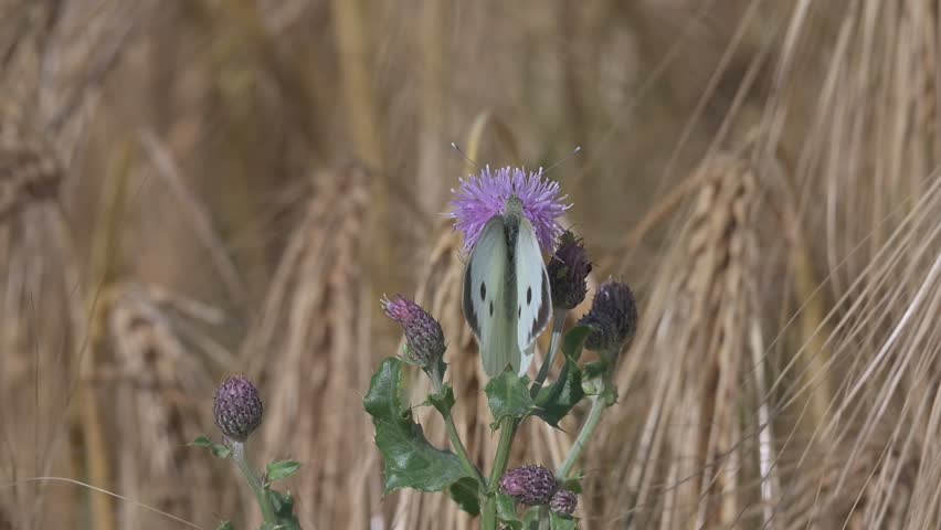 Large White butterfly (Pieris brassicae) female feeding on a thistle and being bothered by a persistent flying Thick-Legged Flower Beetle (Oedemera nobilis). July, Kent, UK. Slow motion x10