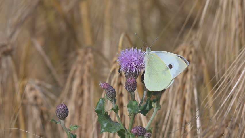 Large White Butterfly (Pieris brassicae) joined by a flying Thick-Legged Flower Beetle (Oedemera nobilis) landing on a Thistle flower in a wheat field. July, Kent, UK. Slow motion x10