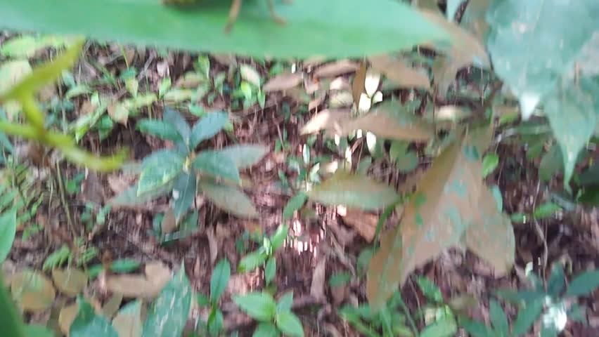 A wild insect, new arrival, but not a bee, unknown in name, rarely seen, forages alone.

