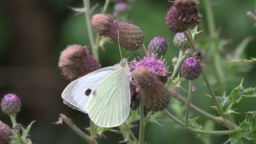 Large White Butterfly (Pieris brassicae) female and feeding on a thistle flower. July, Kent, UK. Slow motion x5.