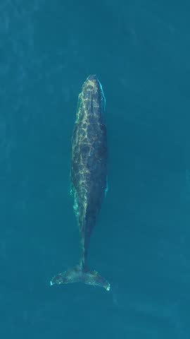 An aerial vertical slow-motion of a large humpback whale swimming in blue water, showing its distinctive dorsal surface off the coast of Sydney