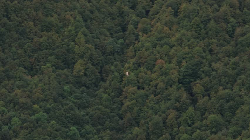 A Griffon Vulture, Gyps fulvus, flying over a wooded valley. Picos de Europa National Park. Spain. September