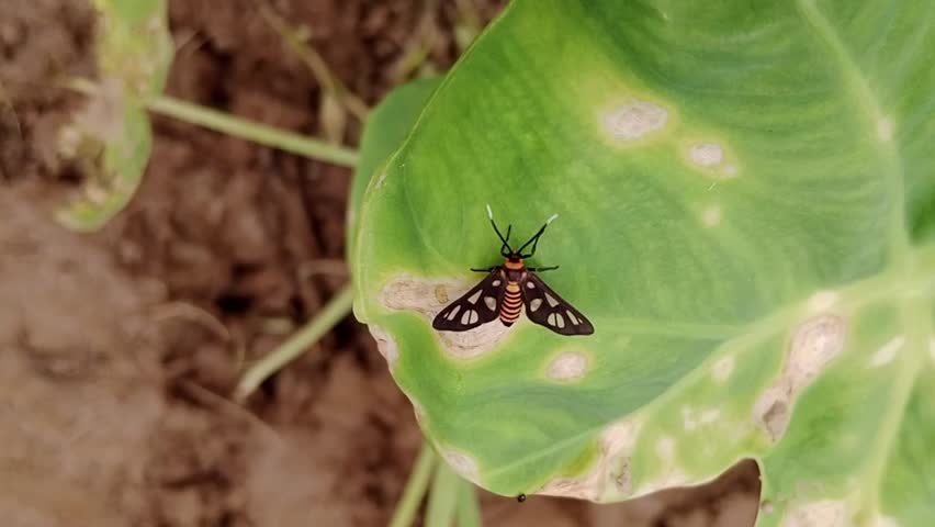 an Amata huebneri, commonly known as Hübner