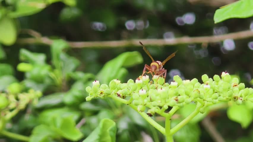 A close-up of a Vespa Orientalis Collecting Honey from Blooming Bush