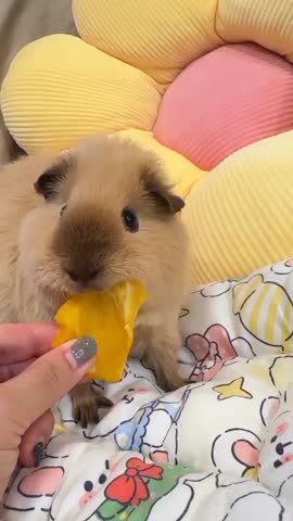 Cute Guinea Pig Eating Mango Slice.