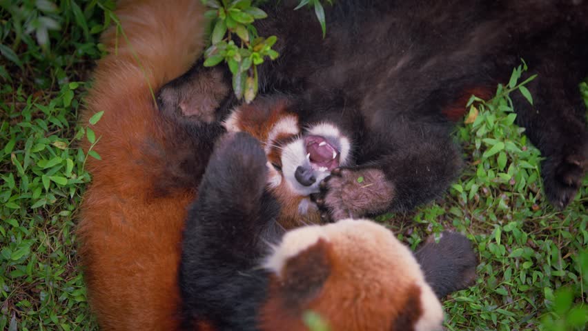 Slow motion of two red pandas playing face to face on lush grass, surrounded by green foliage and natural forest background