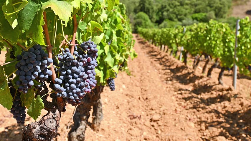 Cannonau grapes. Bunches of ripe black grapes among the branches of the plant in a row in a vineyard. Traditional agriculture in Sardinia. Footage.