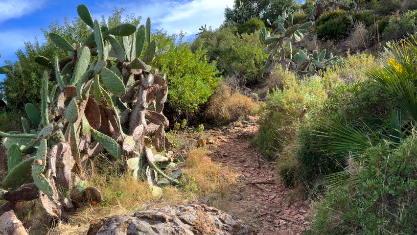 Hiking mountains, First-person view. Climbing up mountain on mountain stone path. Rocky trail Climbing up. Cactus, Сacti Path Up Mountain in Ruins of Castillo De Almenara. Castellon, Valencia, Spain. 