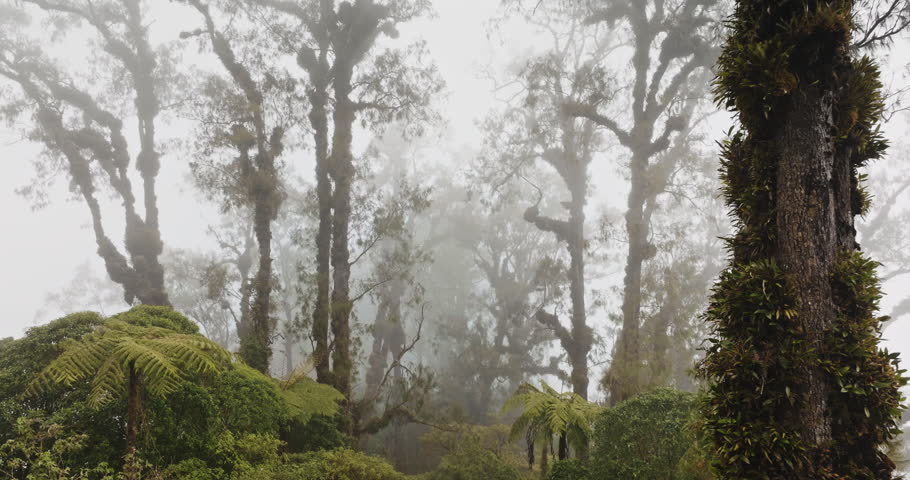 Lush green ferns and moss-covered trees vanishing into thick fog create captivating and mysterious atmosphere in tropical rainforest, inviting exploration of its hidden wonders. Drone flight footage