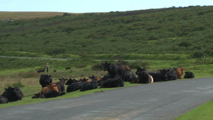 A cyclist passing cattle at rest on a pass in the Dartmoor National Park in Devon.