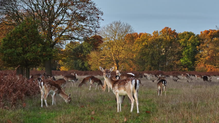 Big herd of fallow deer grazing walking and reax in lush meadows, surrounded by warm colors of autumn foliage forest background, creating a serene and picturesque scene. Wild animals nature landscape