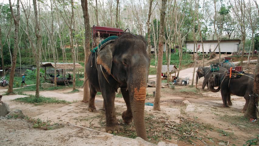 Large elephant with ornate saddle resting amid verdant jungle, ready for wildlife safari interaction, Thailand
