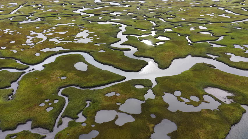 Sinuous channels meander through a beautiful salt marsh on Cape Cod, Massachusetts. These natural carbon sinks are sheltered nurseries for wildlife and act as a buffer against storms and waves.