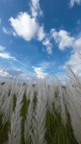 Close-up of White Saccharum Spontaneum, Kash Flower With Blue Sky