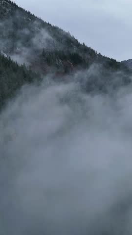 Dense Fog Rising Over Majestic Pine Forest in British Columbia, Canada