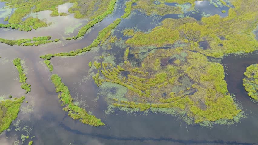 Aerial View of Lush Green Wetlands and Serene Waterways in British Columbia, Canada