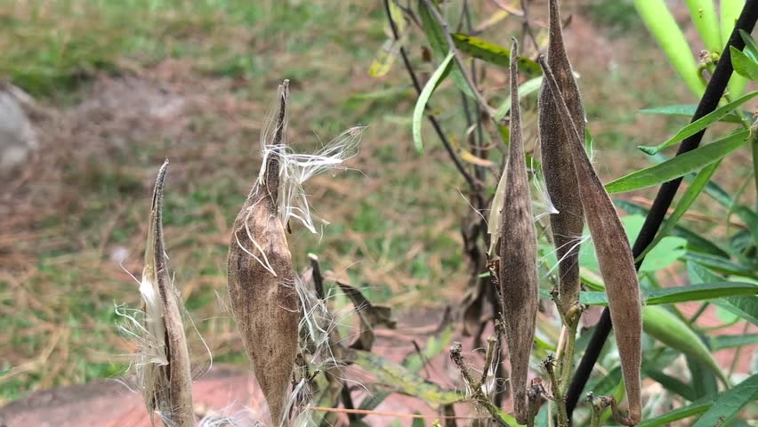 Fall afternoon breeze teases butterfly weed ripened seed pods to release seeds.  Member of the milkweed family, the white milkweed floss enables the seeds to travel on the wind. Shallow depth of field