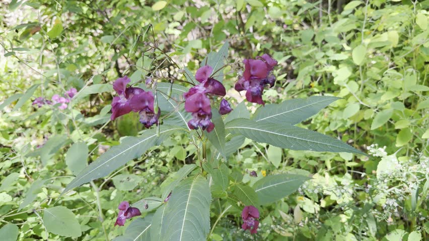 Pink flowers on the bush in the garden. Purple flowers, macro photo. Jewelweed in the garden.