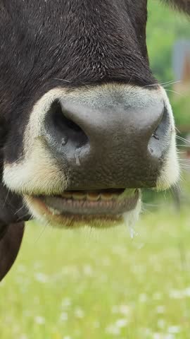 Close up view capturing cow gently chewing while drooling, surrounded by pristine white flowers in lush pastoral landscape