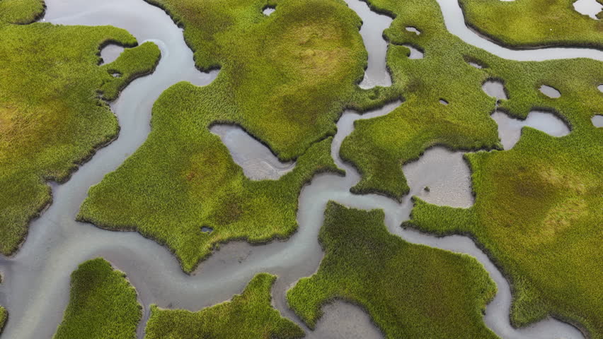 Sinuous channels meander through a scenic salt marsh on Cape Cod, Massachusetts. Salt marshes act as natural carbon sinks, are sheltered nurseries for wildlife, and buffer against storms and waves.