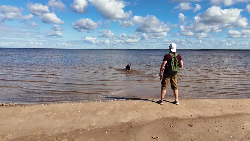 Man with backpack enjoying summer vacation with his dogs running and swimming on a sandy beach. Two female Labrador retrievers and their owner