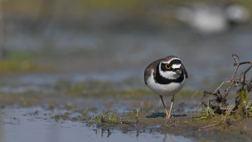 A small shorebird catches a worm. Little Ringed Plover, Charadrius dubius.